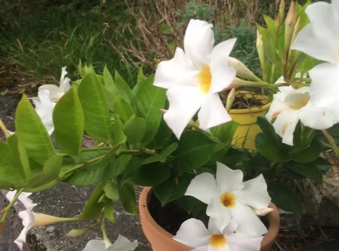 Szálloda Restaurant Heidihof Maienfeld