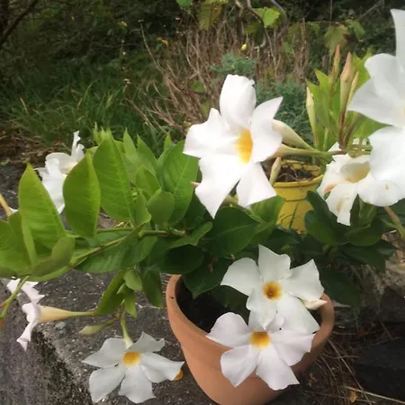 Hotel Restaurant Heidihof Maienfeld